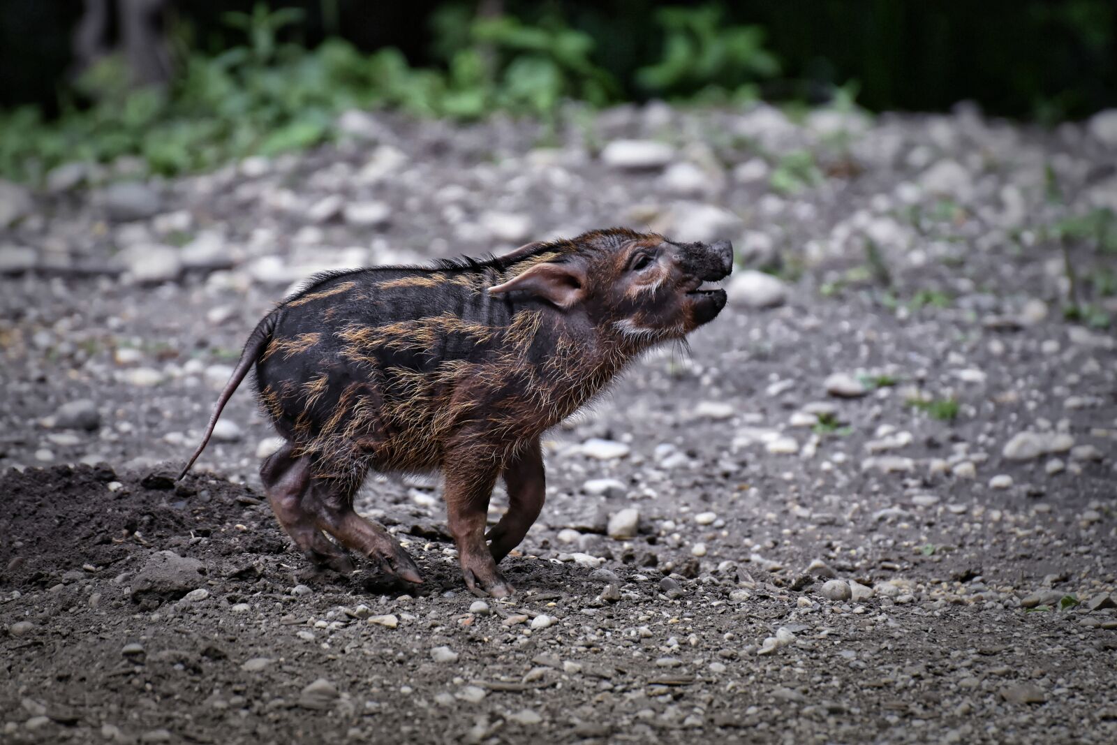 Nikon D7200 sample photo. Brush ear pig, potamochoerus photography