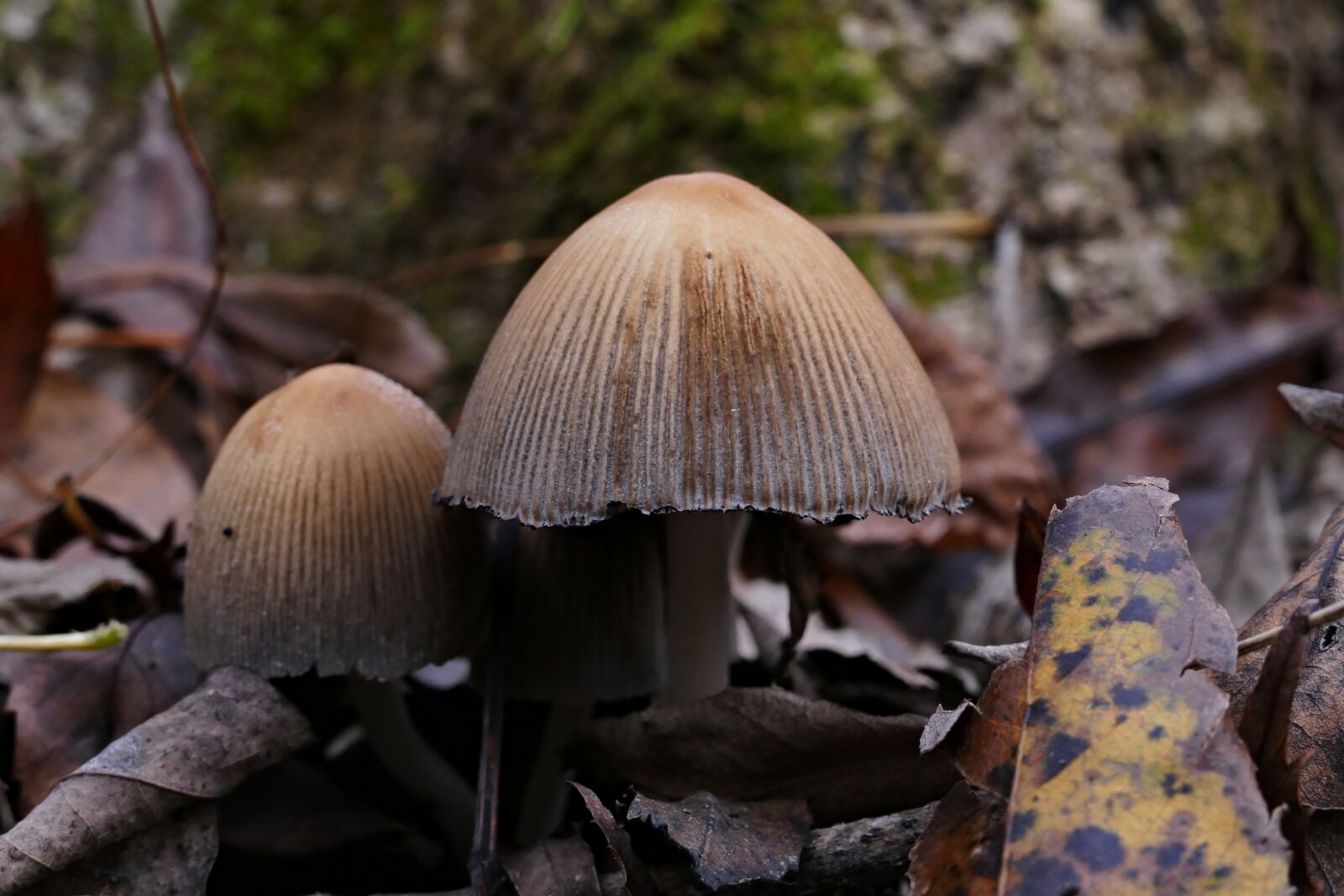 Panasonic Lumix DMC-FZ1000 sample photo. Wild mushrooms, forest, nature photography