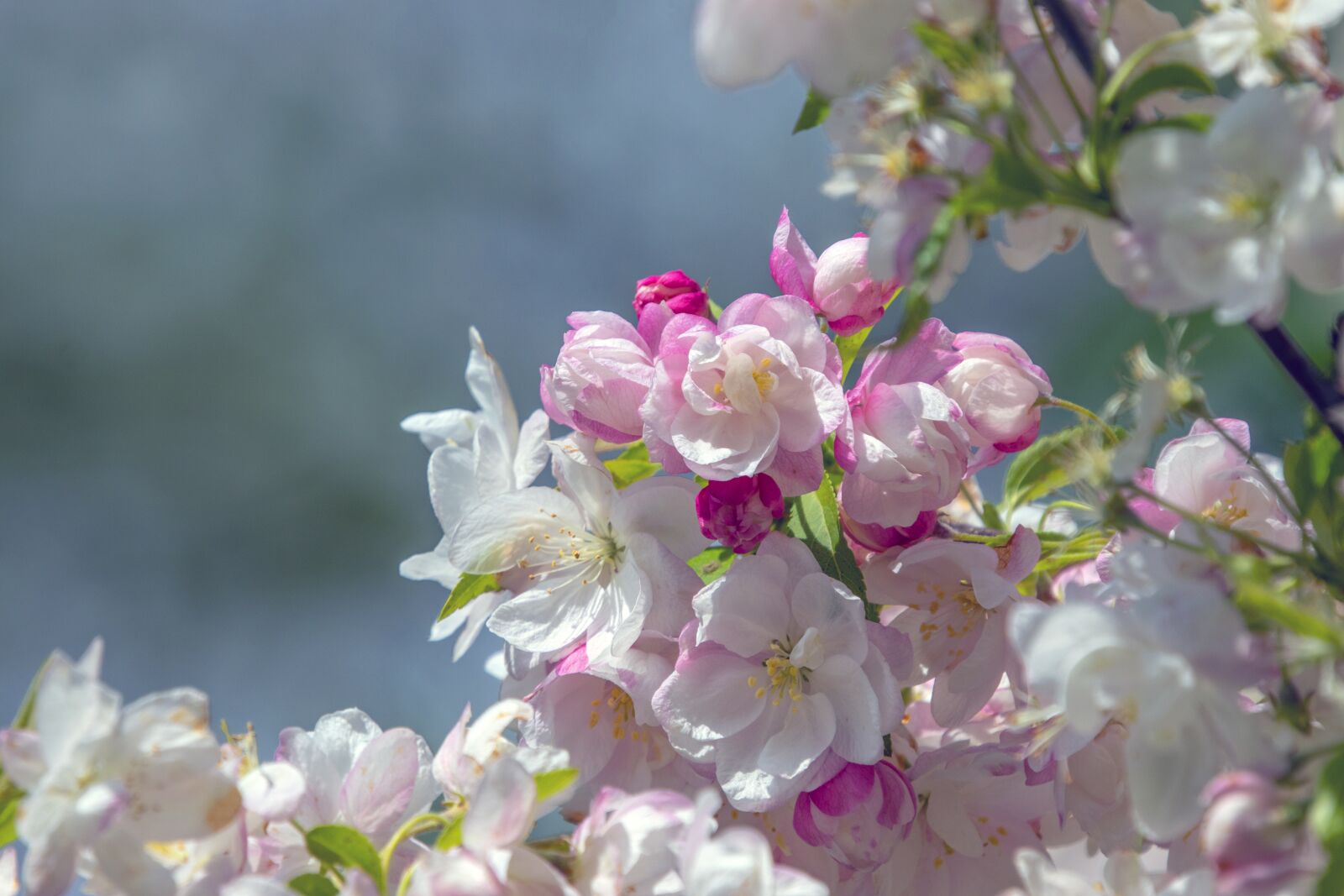 Sigma 100-400mm F5-6.3 DG OS HSM sample photo. Blossom, spring, bloom photography