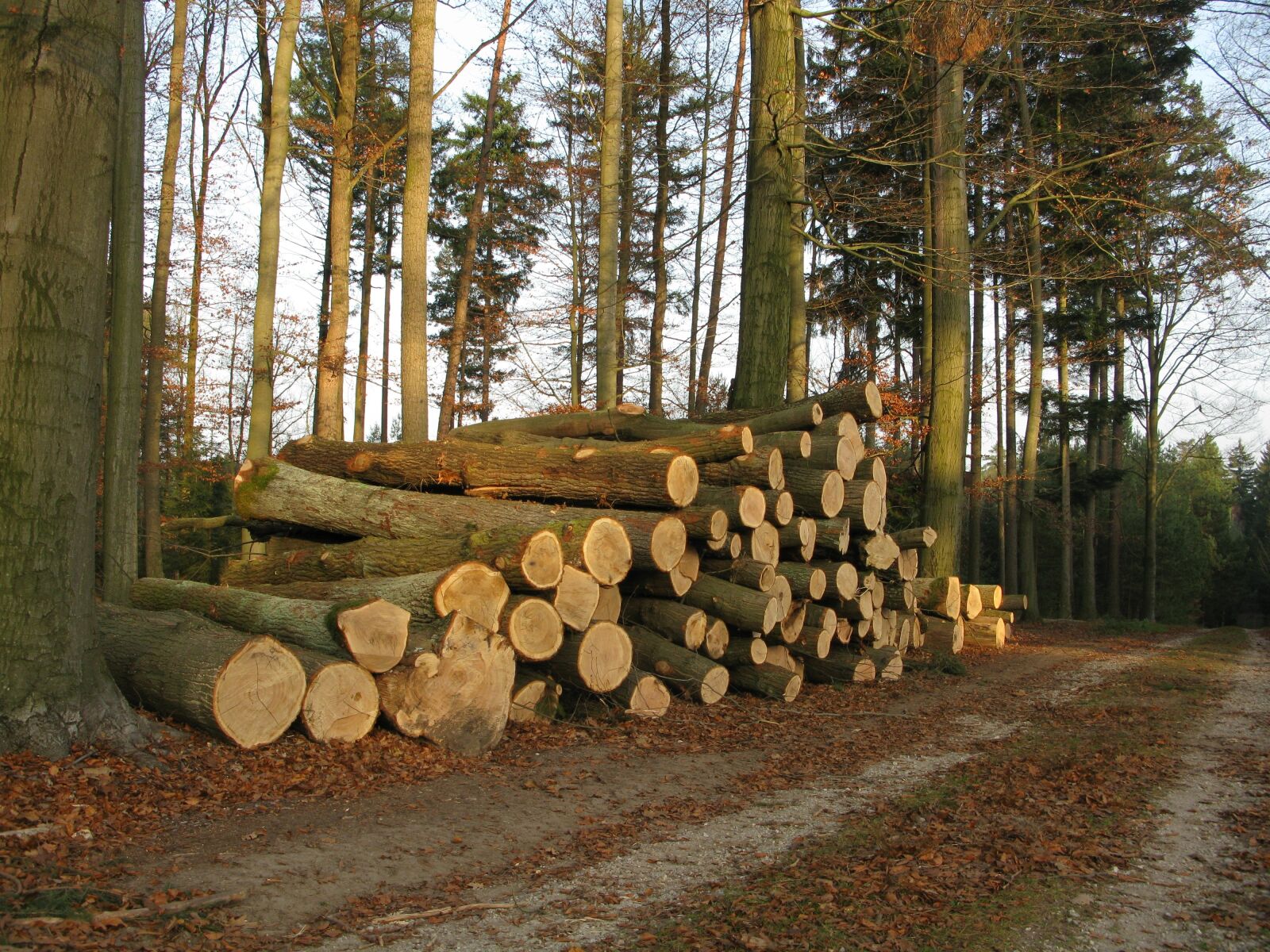 Canon POWERSHOT G9 sample photo. Wood, beech, kulatina photography