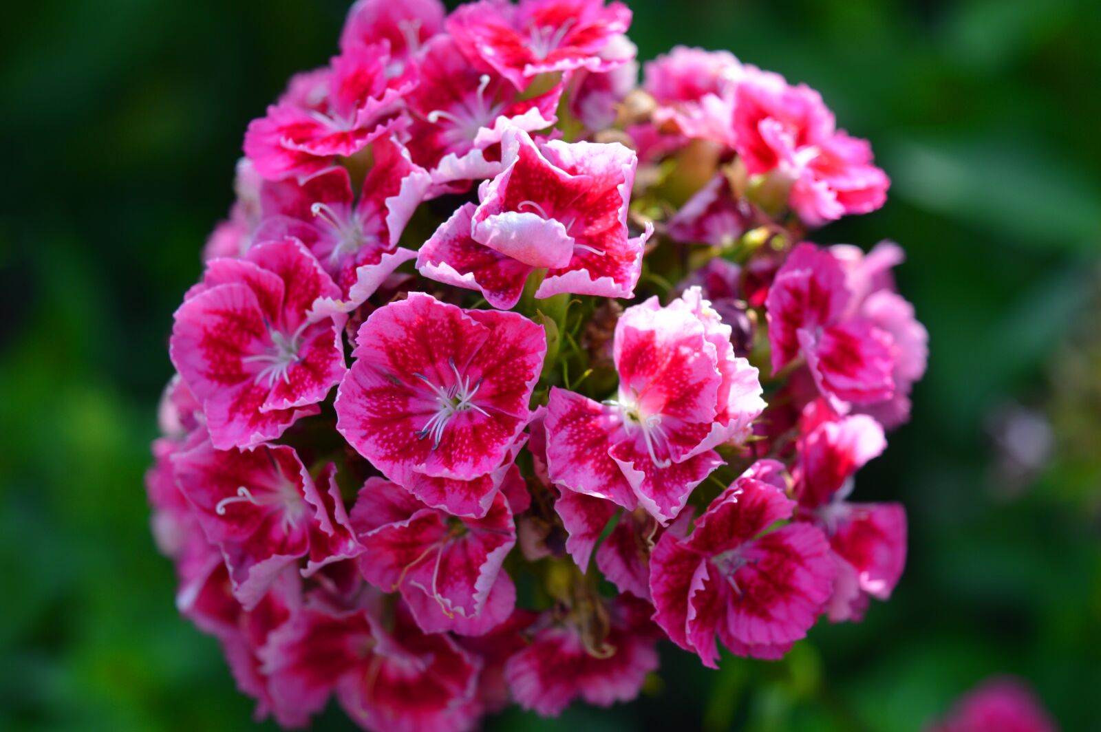 Nikon D3200 sample photo. Sweet william, carnation, flowers photography
