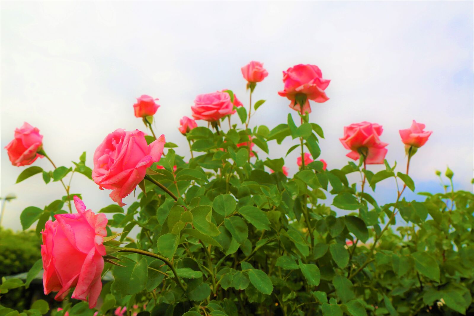 Canon EOS 5D Mark III sample photo. Rose, nature, flower photography