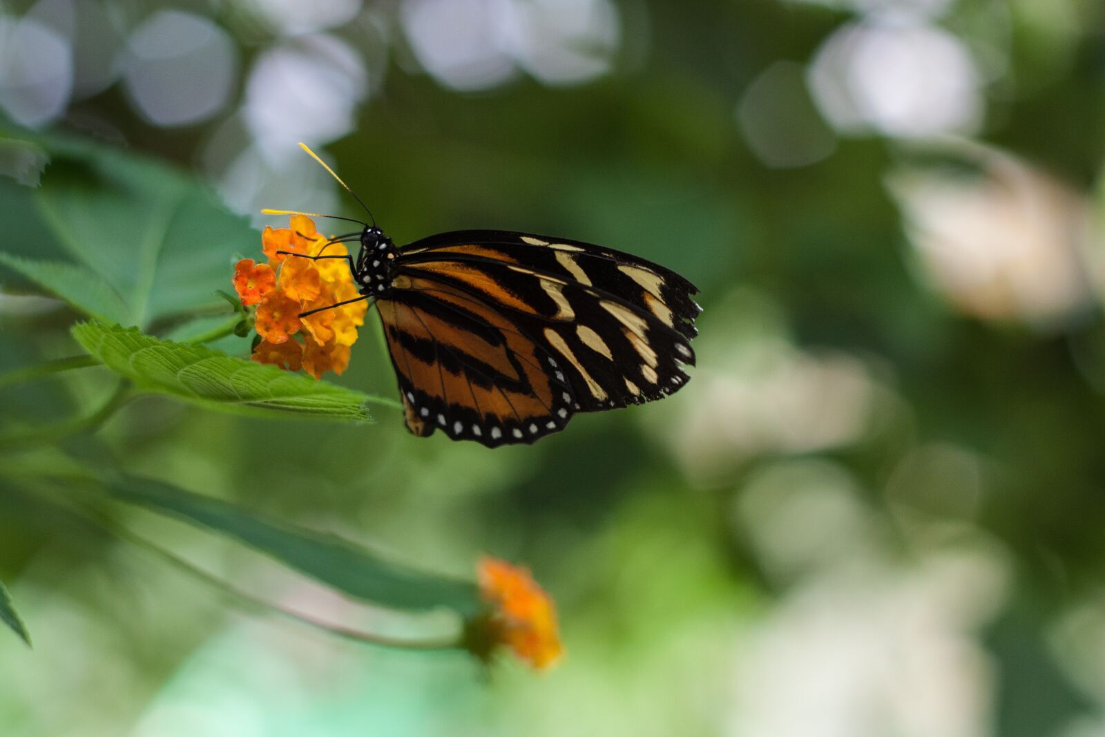 Canon EOS 450D (EOS Rebel XSi / EOS Kiss X2) + Canon EF 50mm F1.8 II sample photo. Butterfly, animal, flower photography