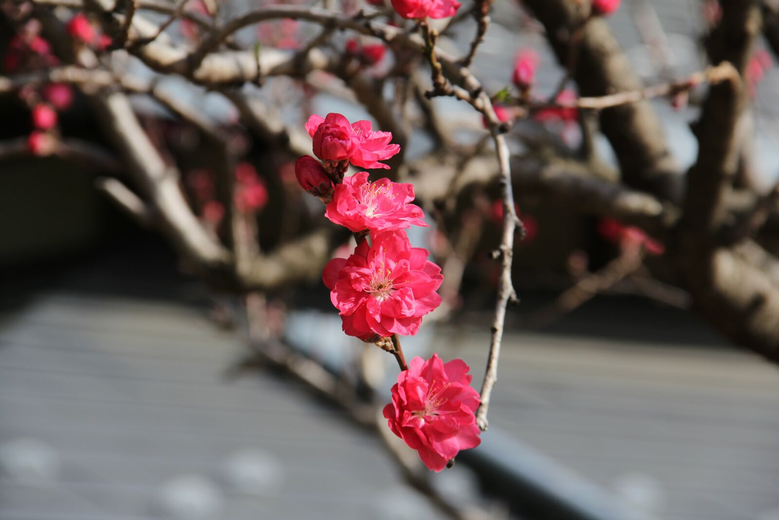 Canon EOS 60D sample photo. Branch, tree, nature photography