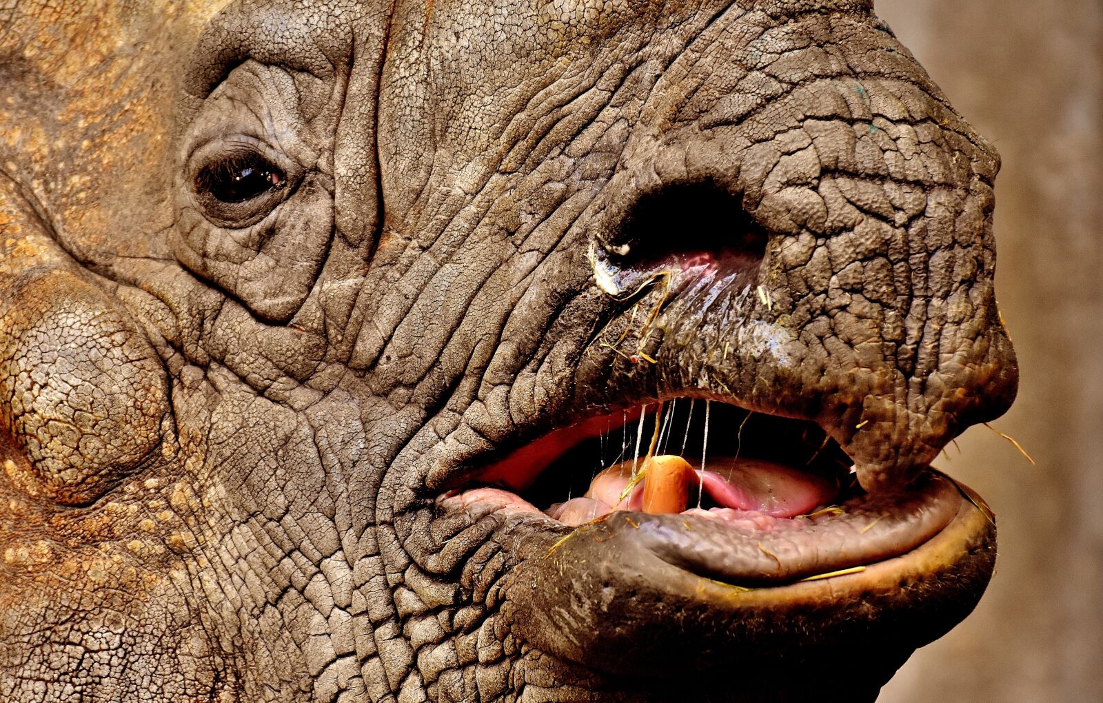 Nikon D7200 sample photo. Rhino, animal, animal world photography