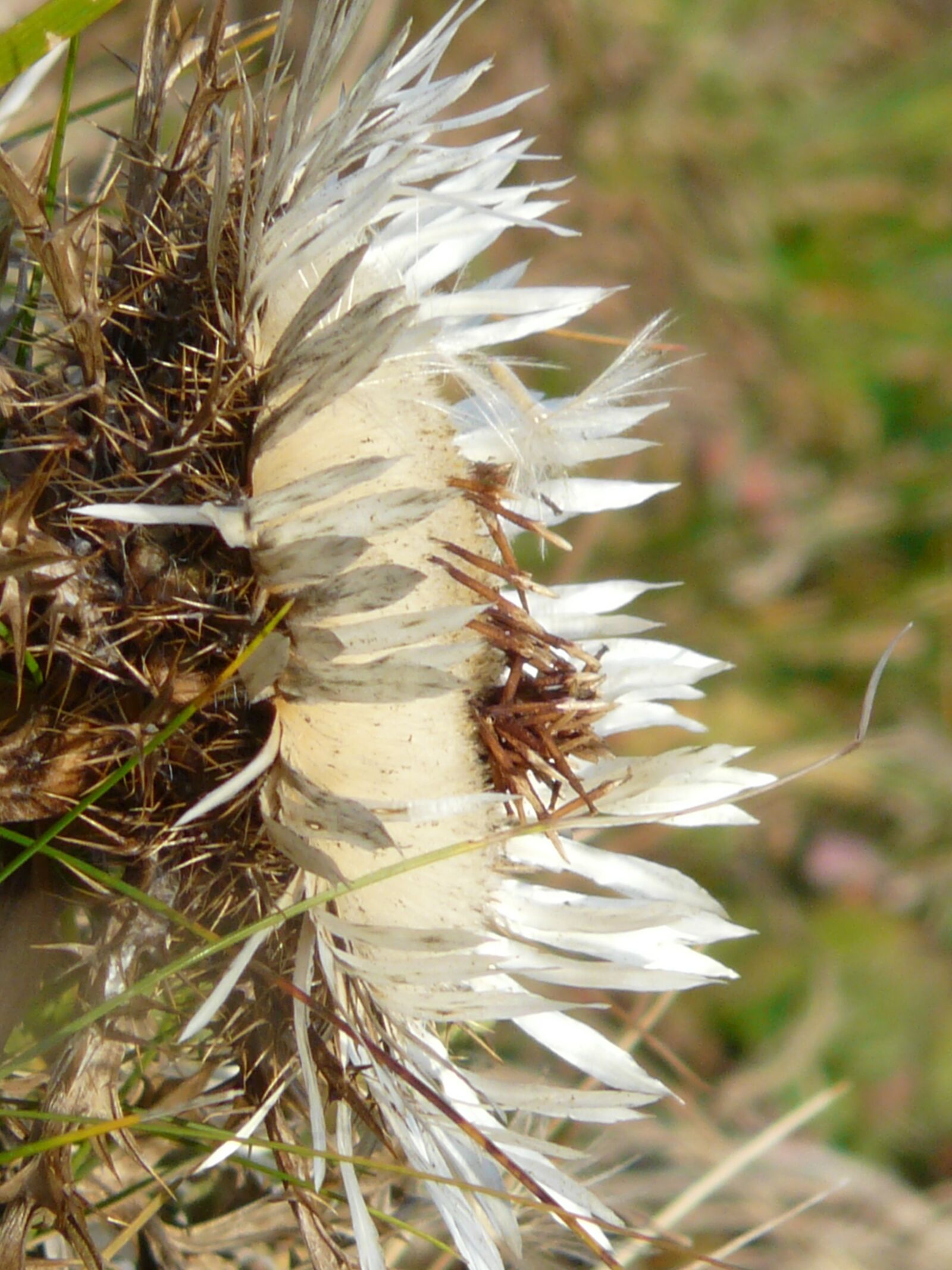Panasonic DMC-FZ18 sample photo. Silver thistle, carlina acaulis photography