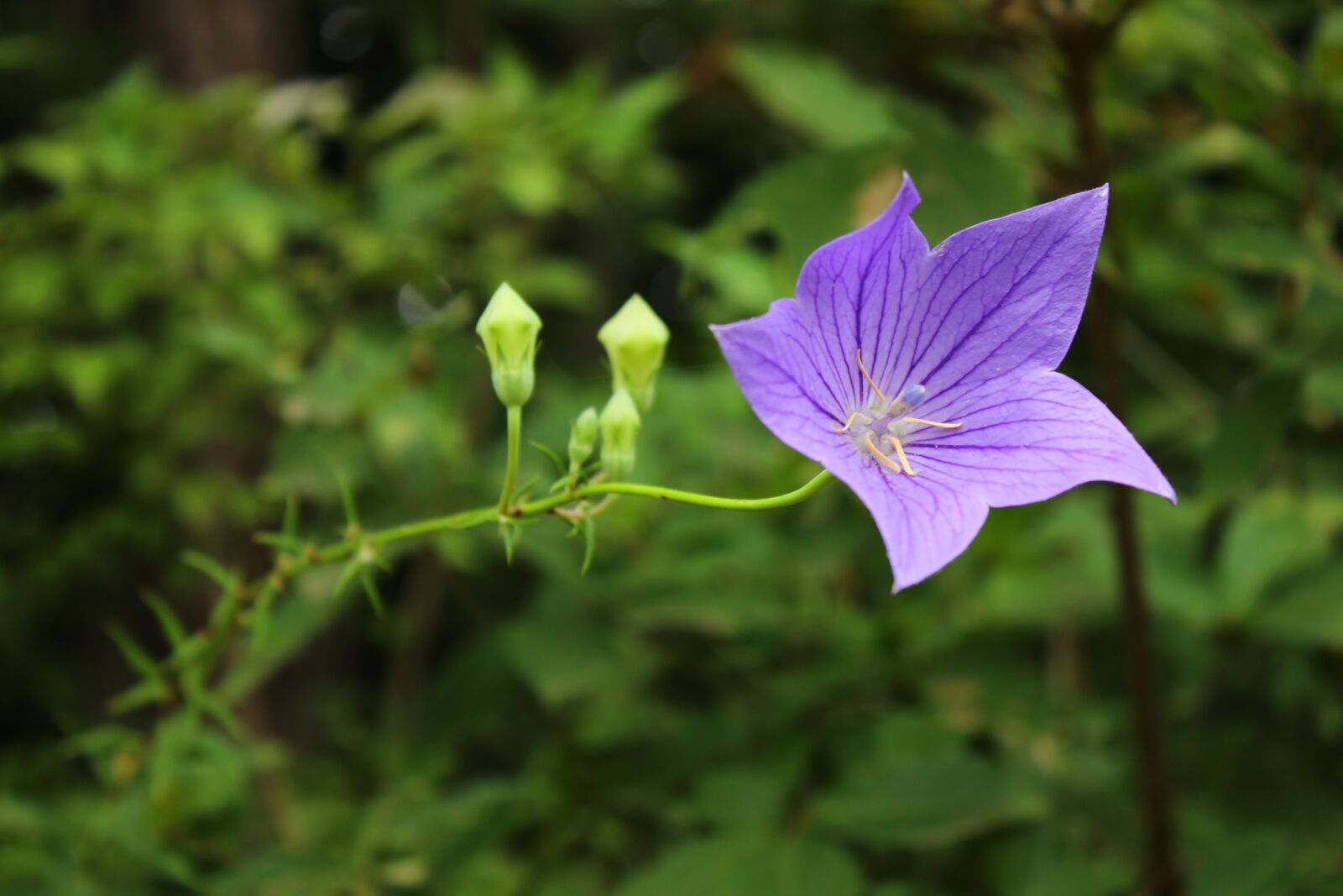 Canon EOS 600D (Rebel EOS T3i / EOS Kiss X5) sample photo. China, flower, purple photography