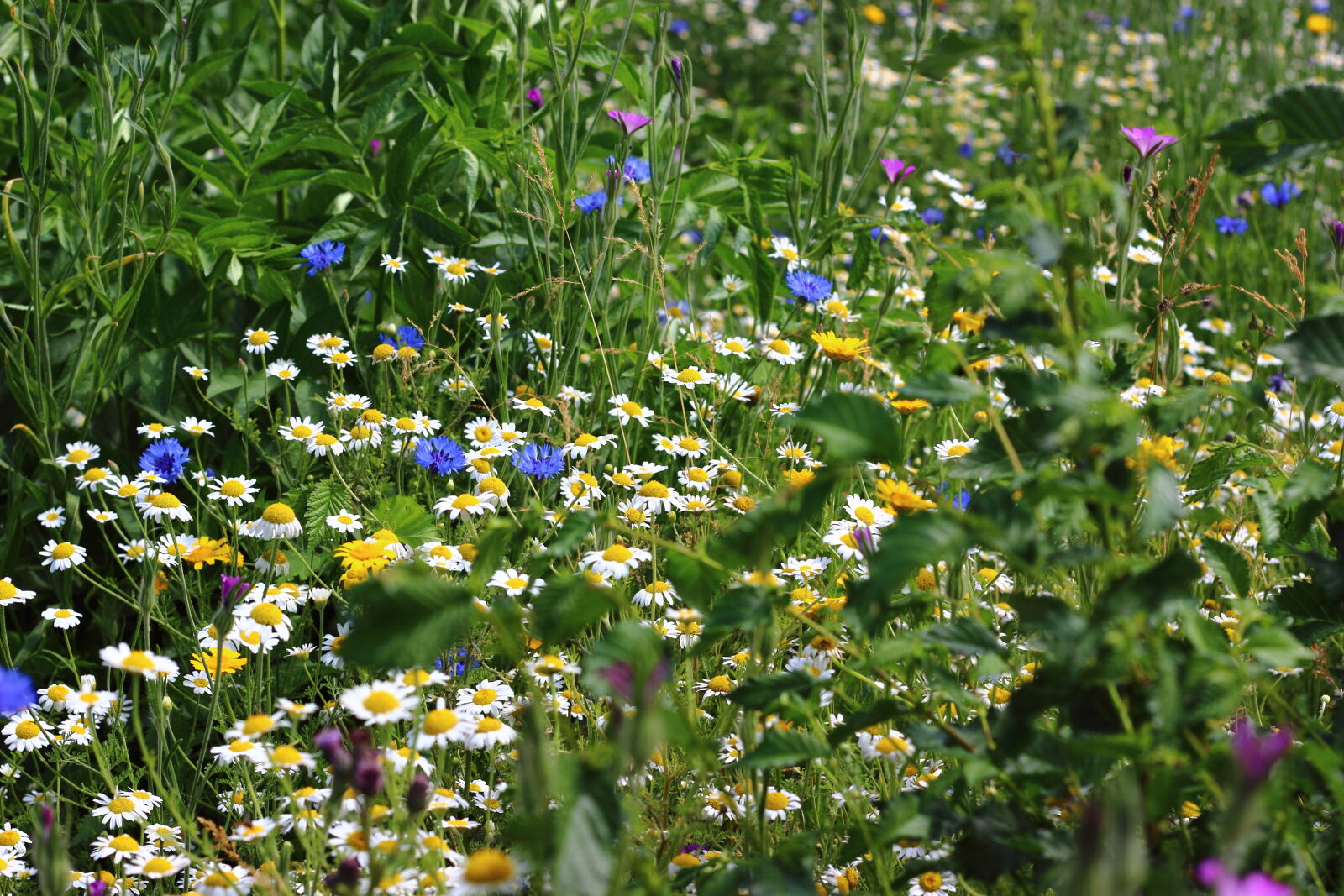 Canon EOS 600D (Rebel EOS T3i / EOS Kiss X5) + Canon EF 50mm F1.8 II sample photo. Flowers, summer, wildflower photography