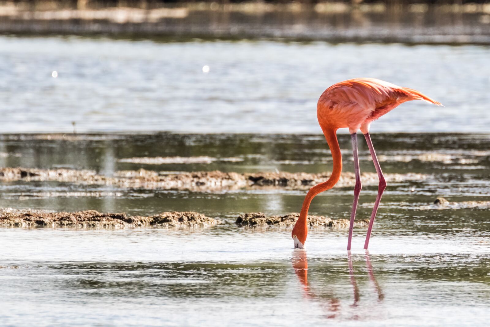 Canon EOS 7D Mark II sample photo. Cuba, cienaga de zapata photography