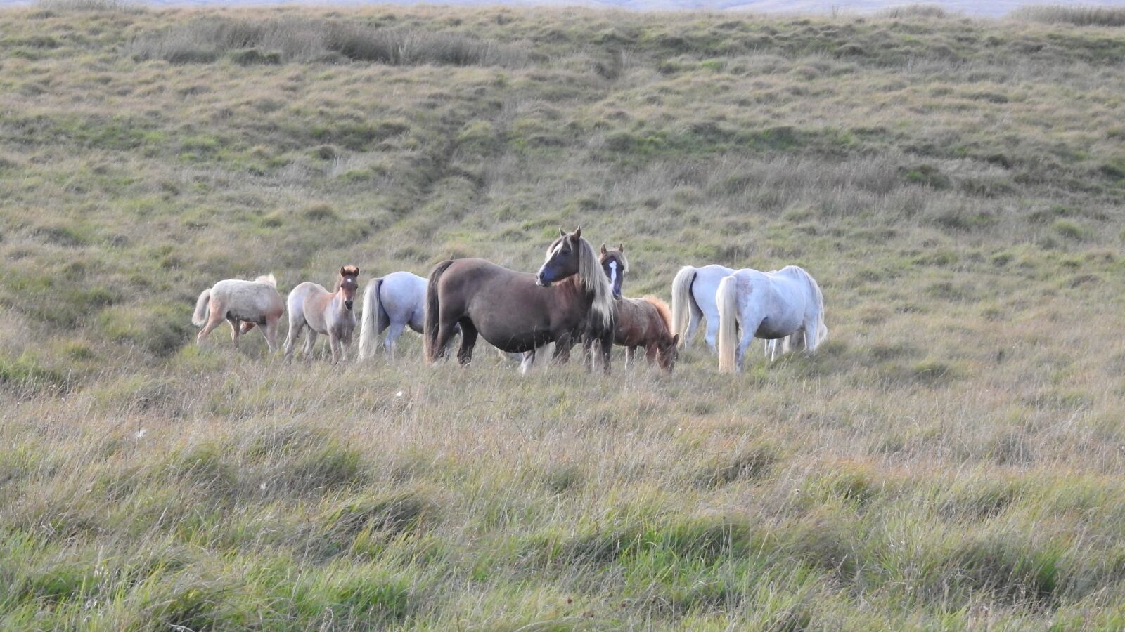 Nikon Coolpix P900 sample photo. The horse, grass, nature photography