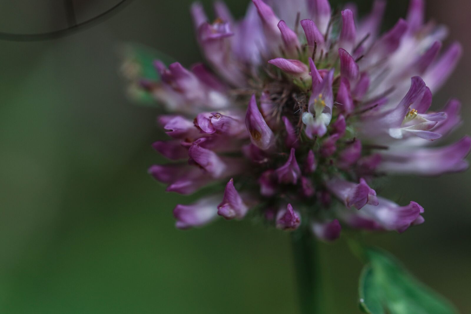 Canon EOS 7D Mark II sample photo. Flower, wild flower, summer photography