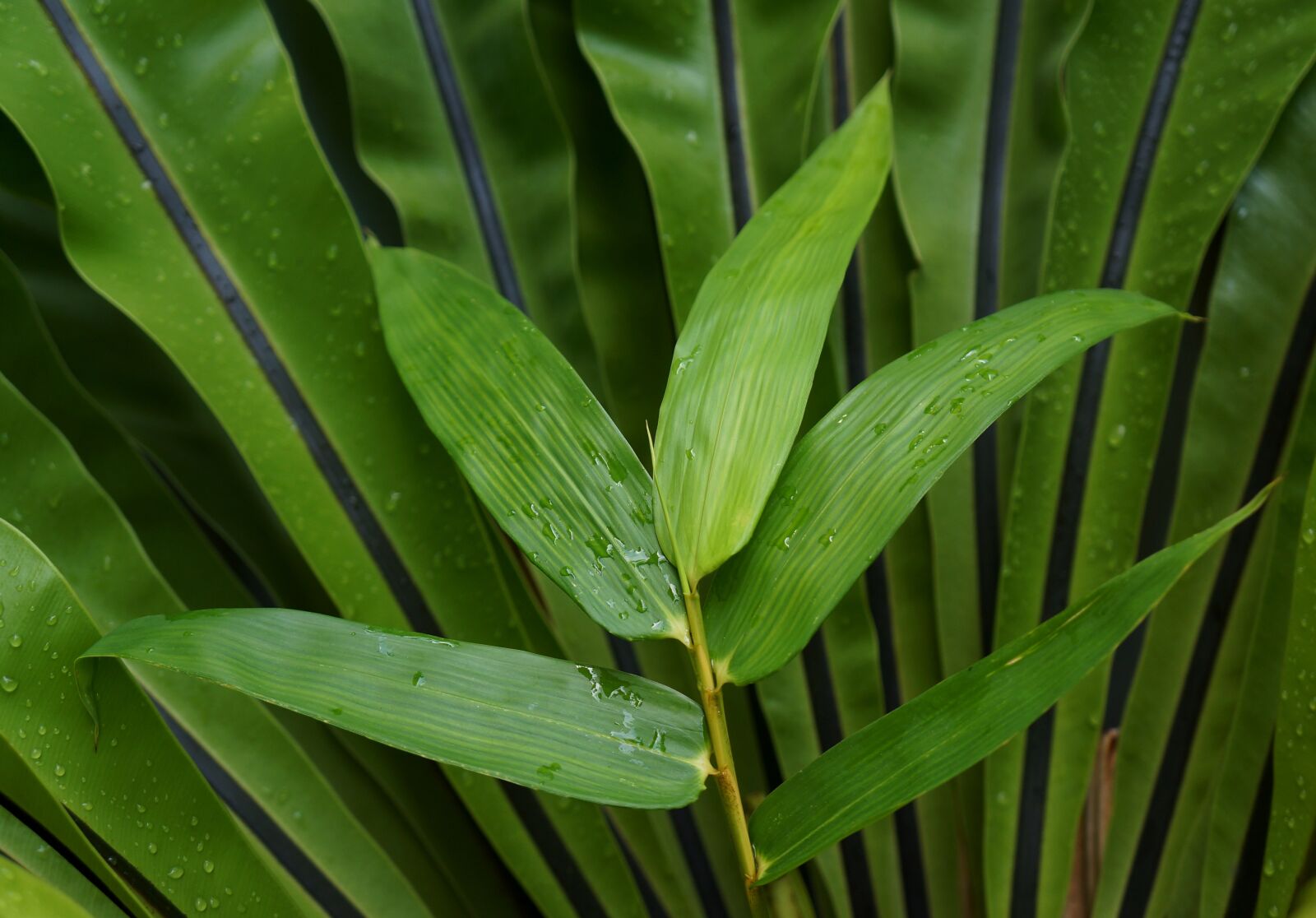 Sony Alpha NEX-F3 + Sony E 18-55mm F3.5-5.6 OSS sample photo. The leaves, background, green photography