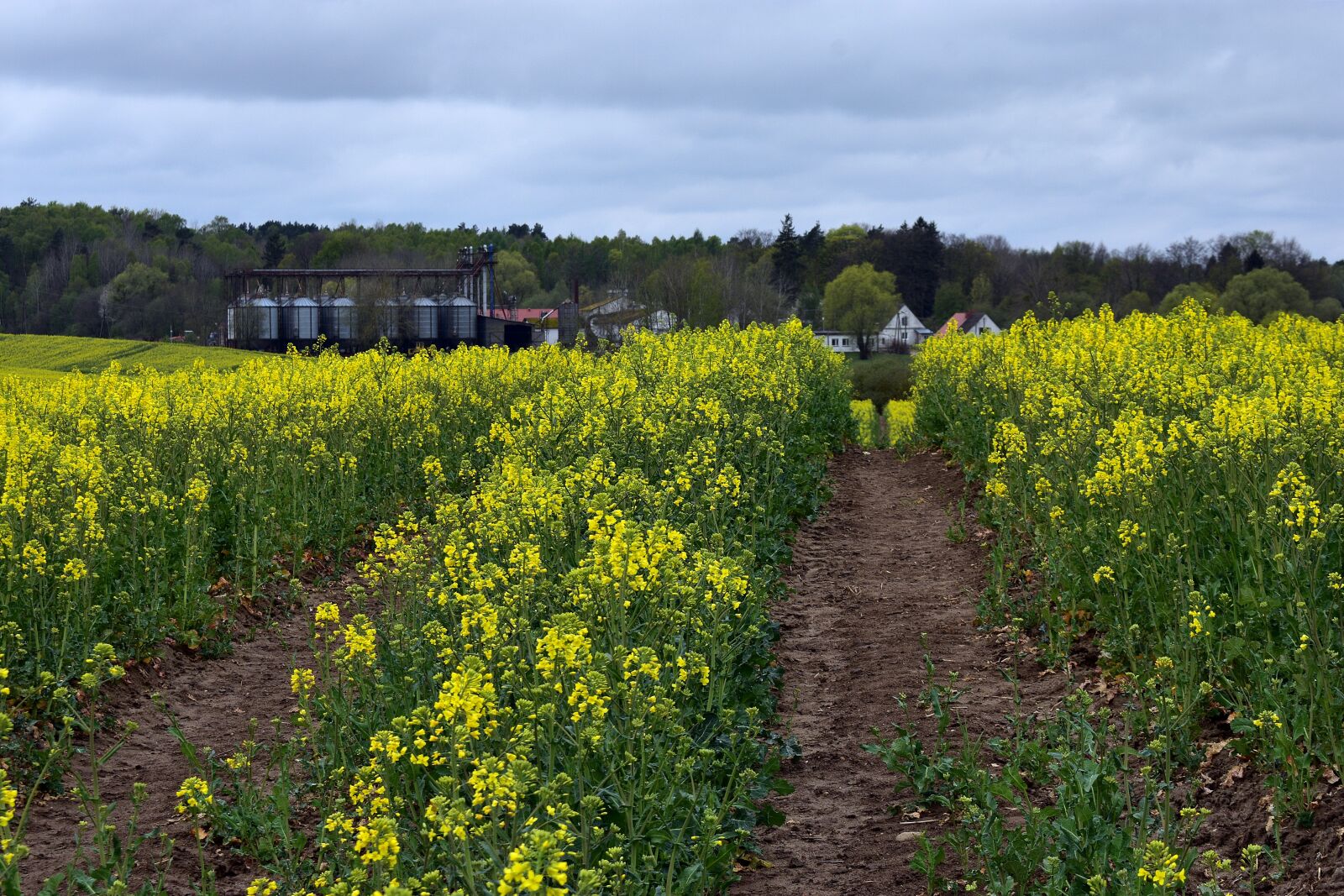 Nikon D3400 sample photo. Rapeseed, field, the cultivation photography