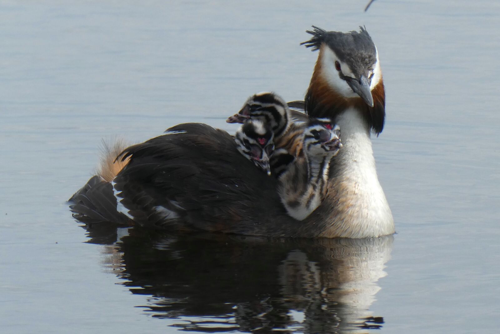 Panasonic Lumix DC-ZS70 (Lumix DC-TZ90) sample photo. Great crested grebe with photography