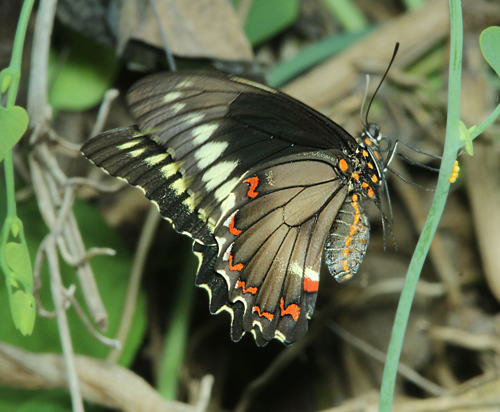 Canon EF 300mm F4L IS USM sample photo