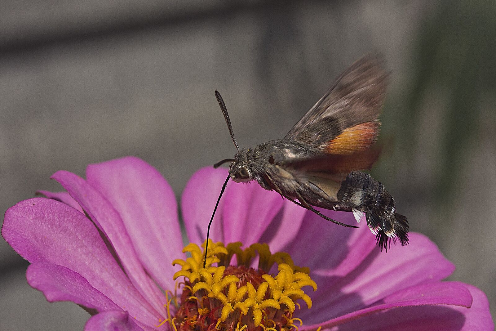 Canon EOS 60D sample photo. Zinnia, bee, sphinx photography