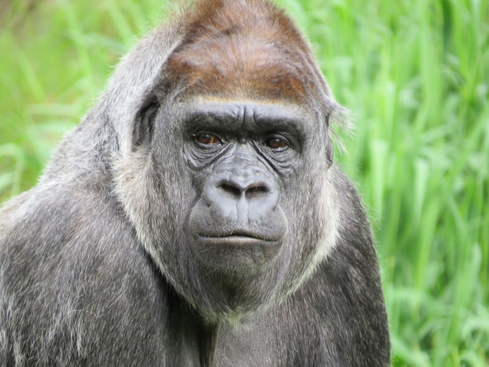 Canon PowerShot SX50 HS sample photo. Gorilla, animal, monkey photography