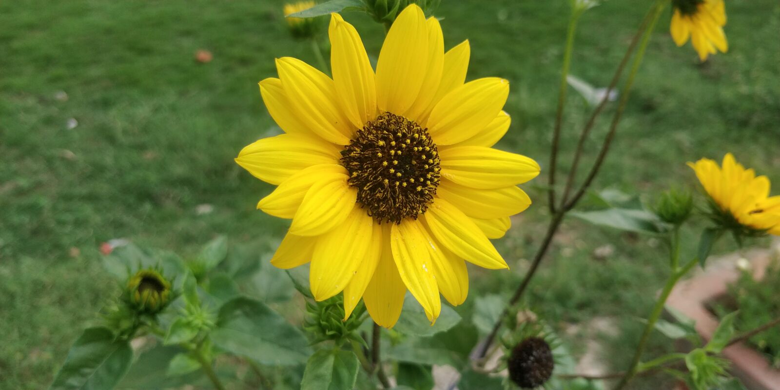 OnePlus 5T sample photo. Sunflower, flower, yellow photography