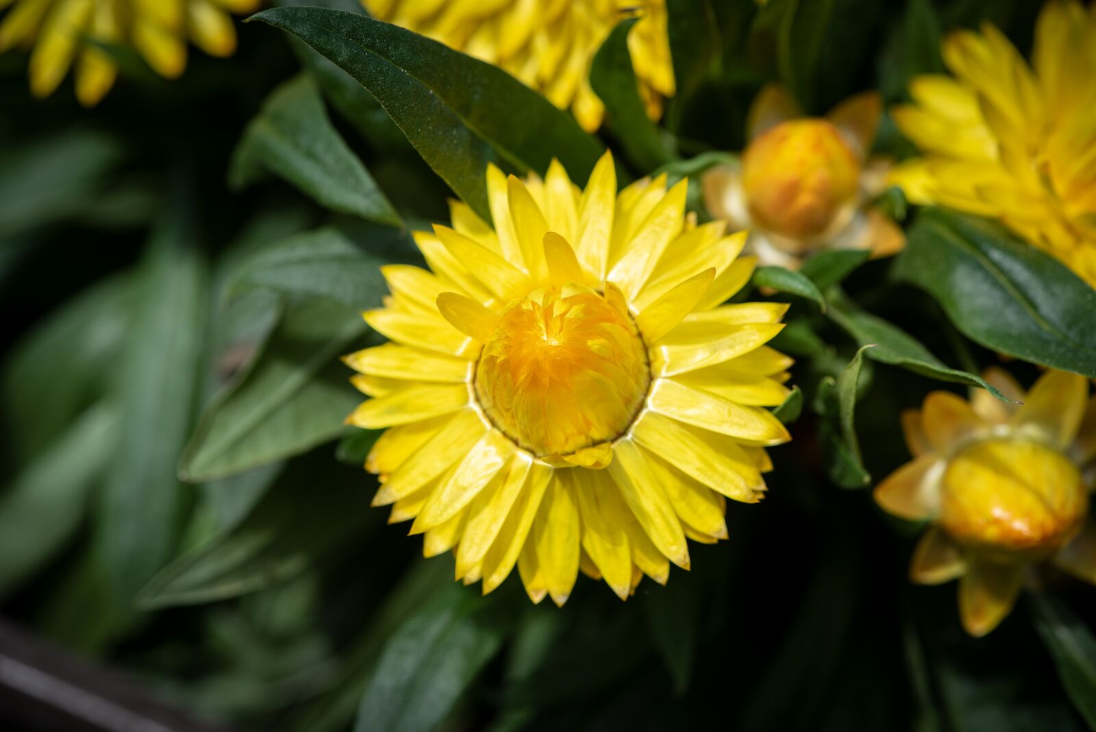Nikon D750 sample photo. Flowers, straw flowers, yellow photography