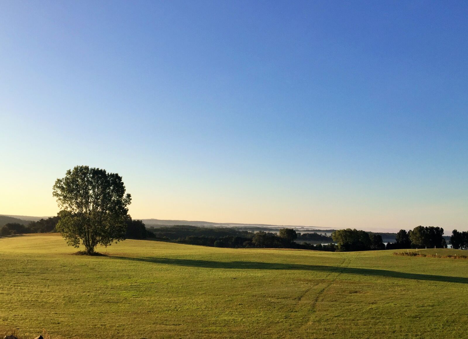Apple iPhone 6 sample photo. Tree, field, landscape photography