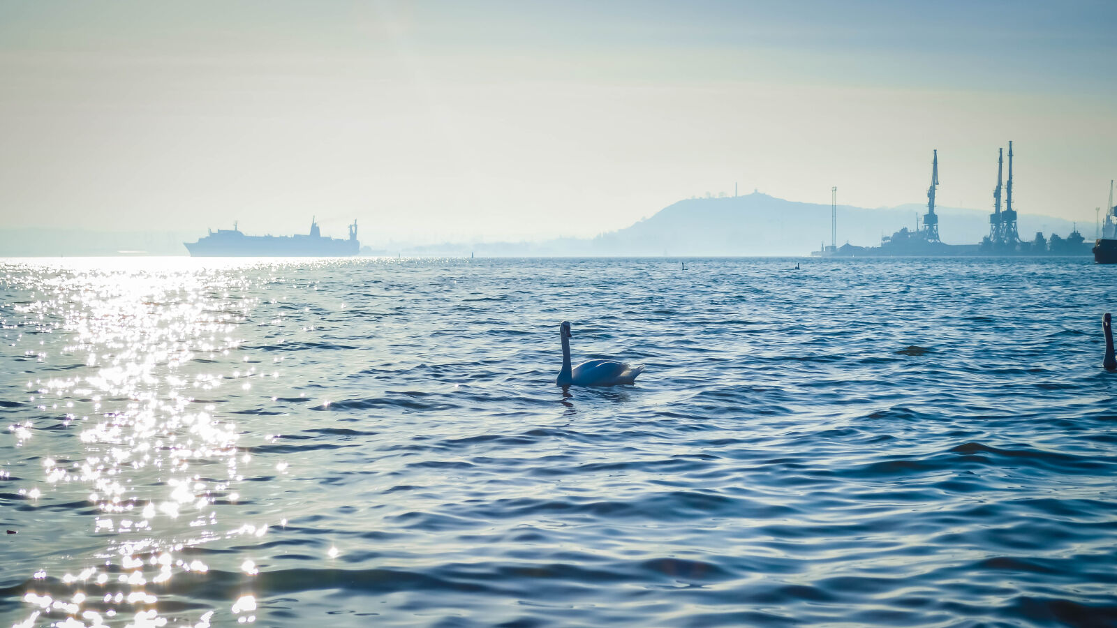 Nikon D3200 sample photo. Autumn, azov, birds, leaves photography