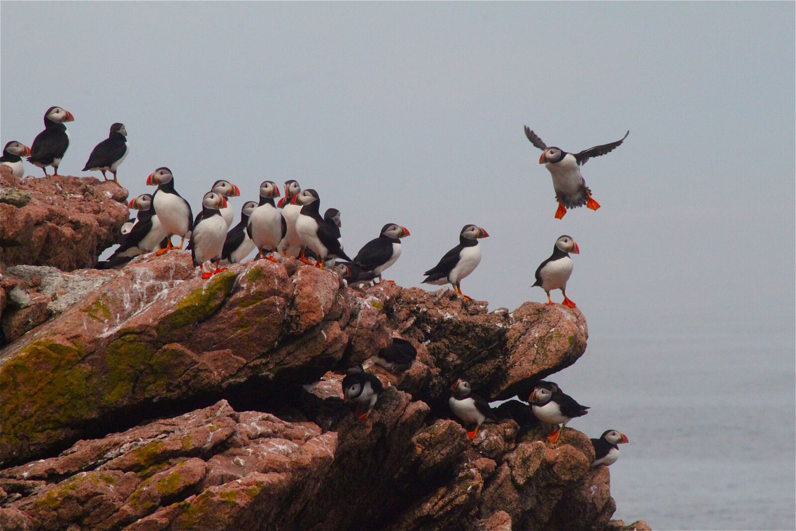 Canon EOS 500D (EOS Rebel T1i / EOS Kiss X3) sample photo. Puffins, birds, wildlife photography