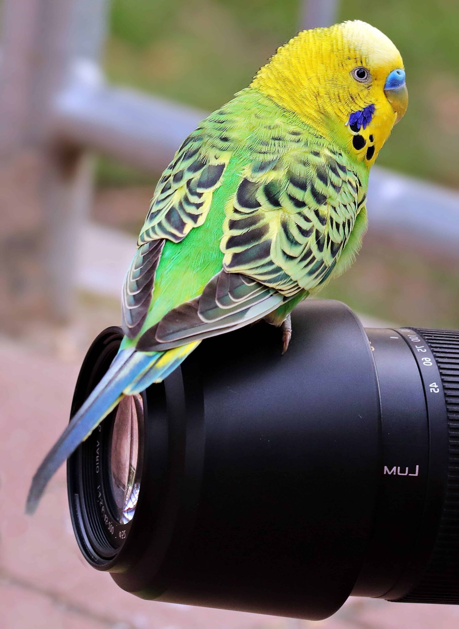 Canon EOS 80D sample photo. Photo camera, bird, nature photography