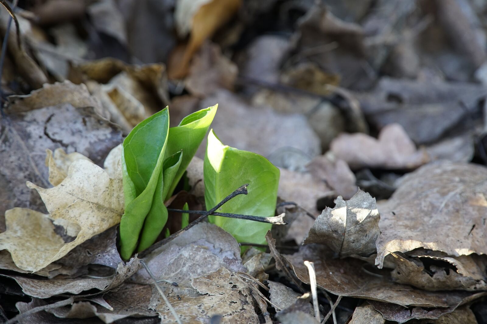 Sony a7R II + Sony E PZ 18-105mm F4 G OSS sample photo. First, green, spring photography
