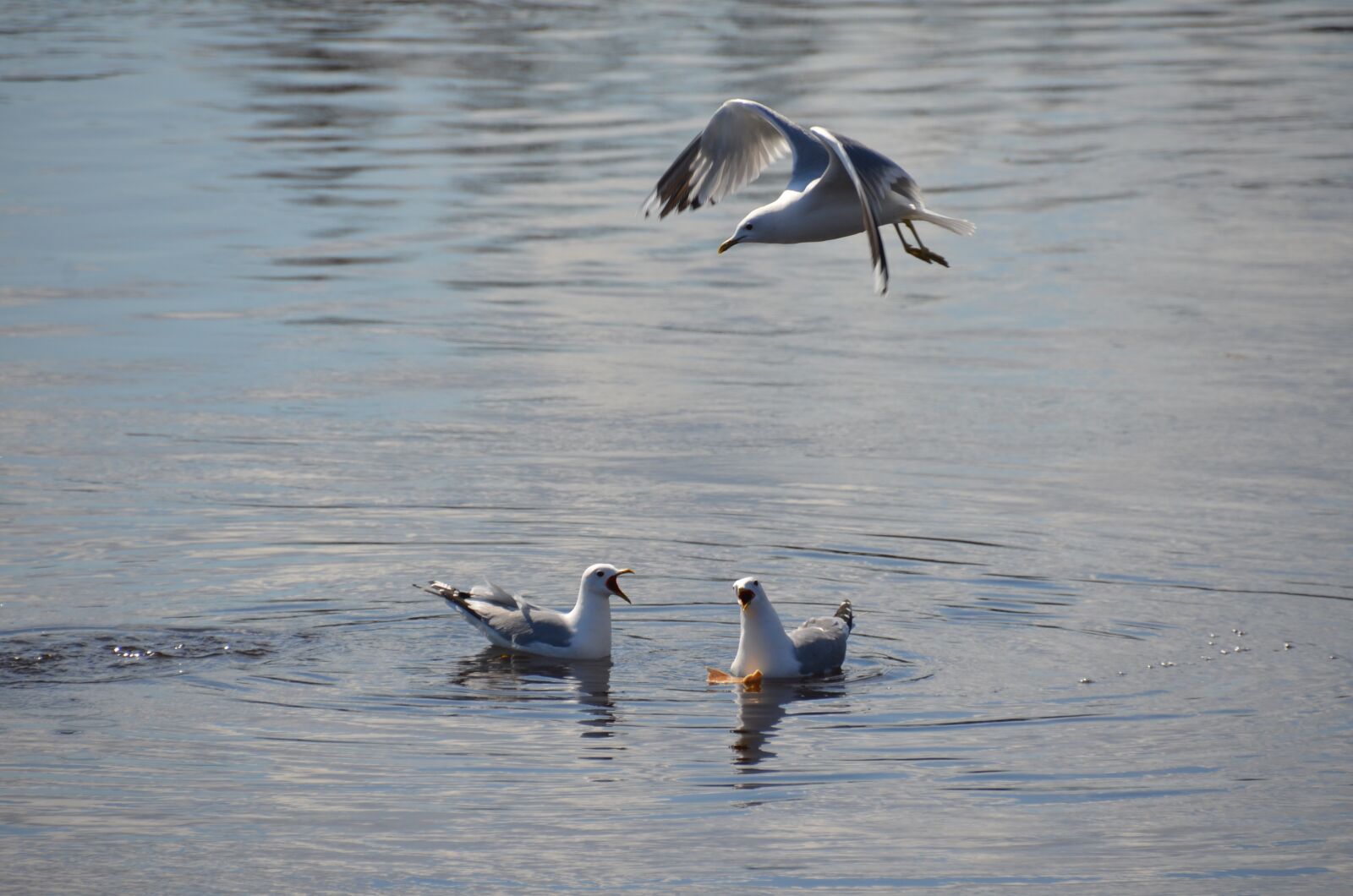 Nikon D5100 sample photo. Skellefteå, seagulls, water photography
