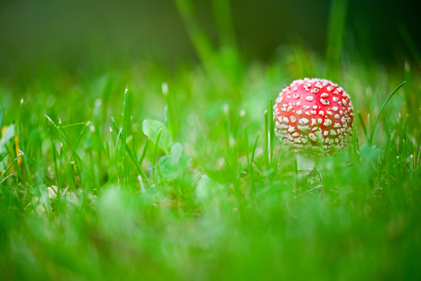 Nikon Nikkor Z 70-200mm F2.8 VR S sample photo. Fly agaric arise photography