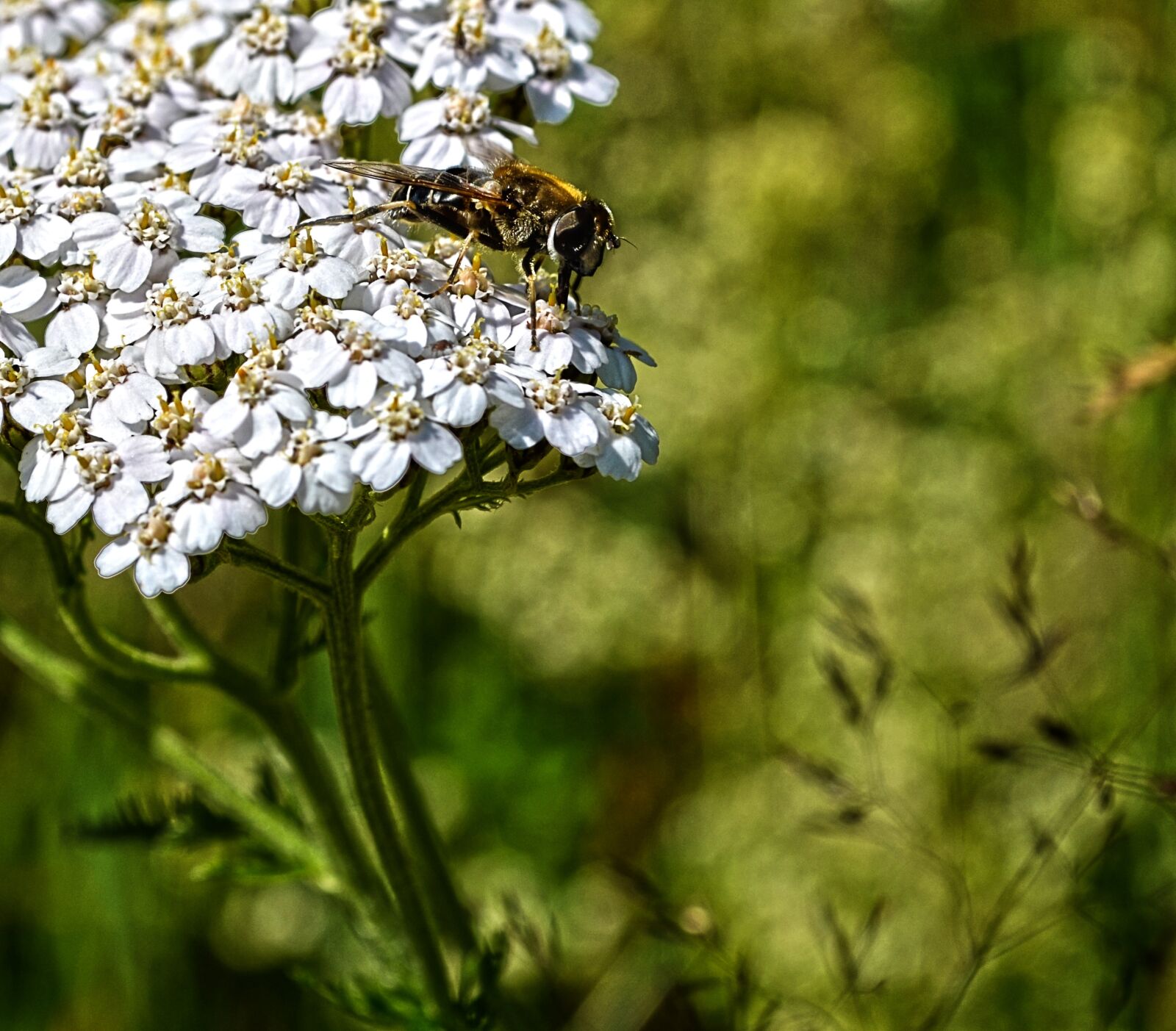 Nikon D5100 sample photo. Nature, flower, bee photography