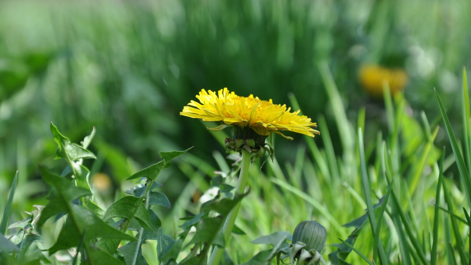 Nikon D90 sample photo. Dandelion, yellow flower, spring photography