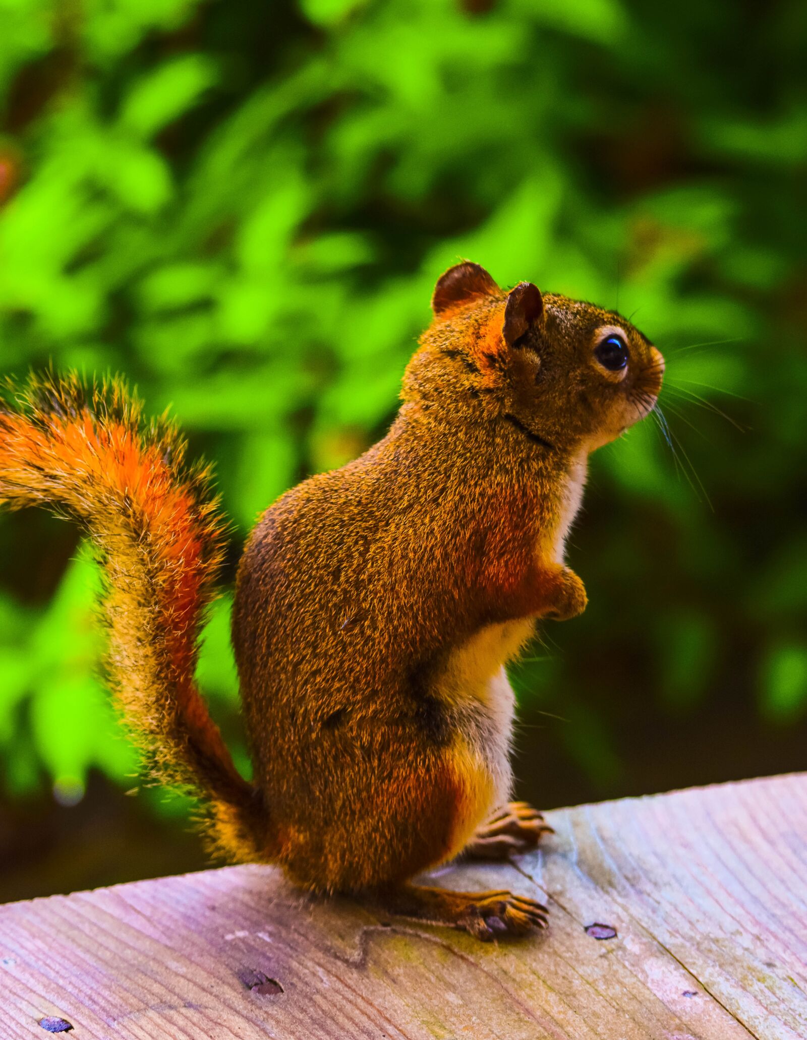 Tamron SP 150-600mm F5-6.3 Di VC USD sample photo. Squirrel, animal, canada photography