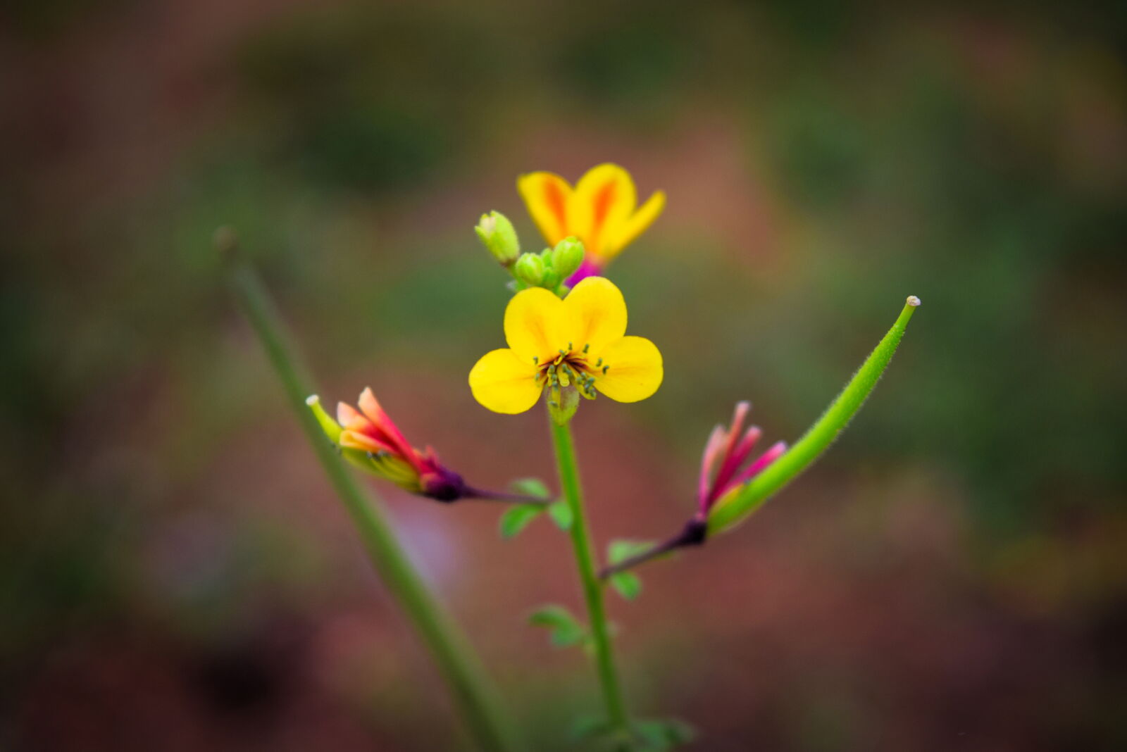 Nikon D3300 sample photo