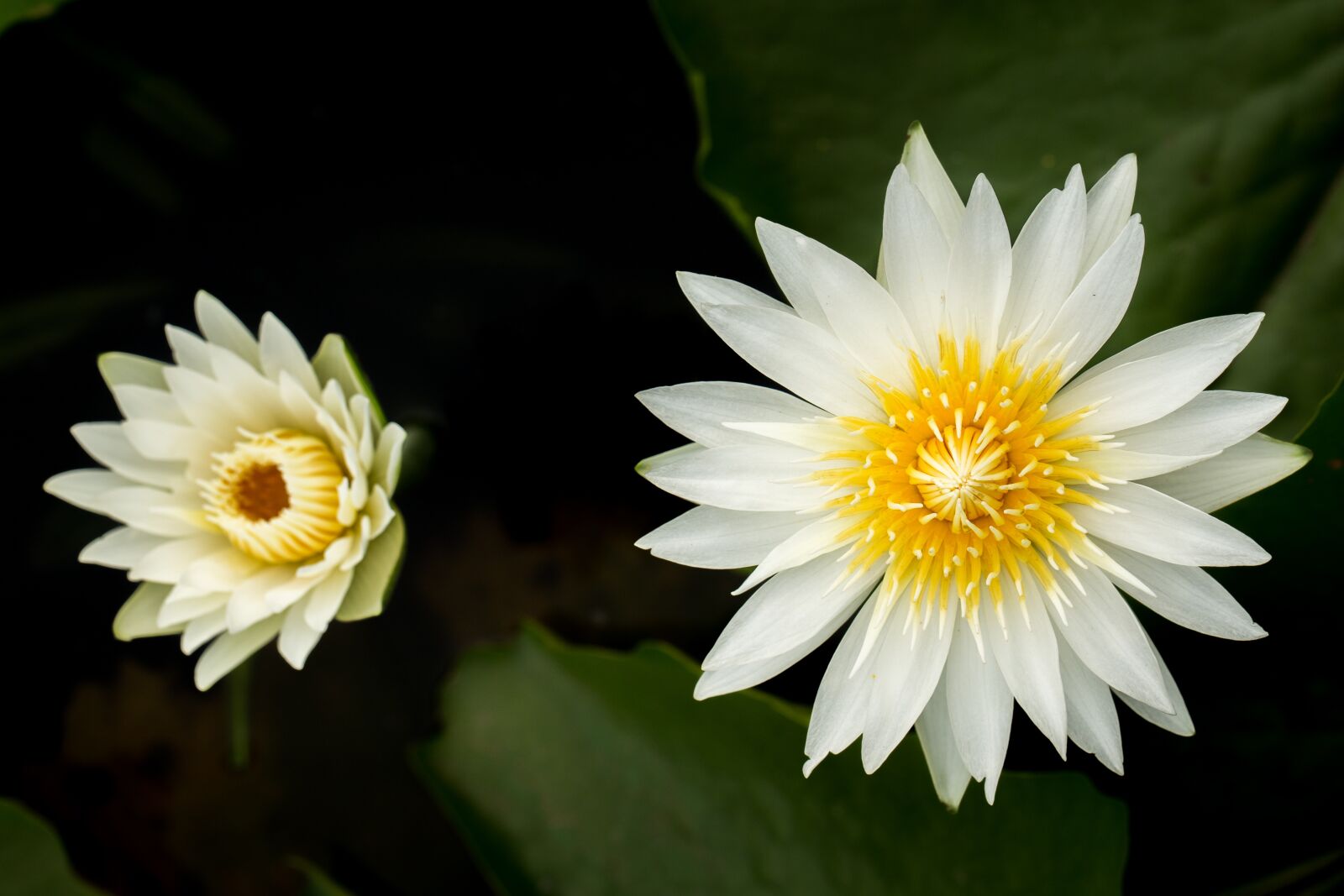 Canon EF 100mm F2.8L Macro IS USM sample photo. Water lily, nuphar lutea photography