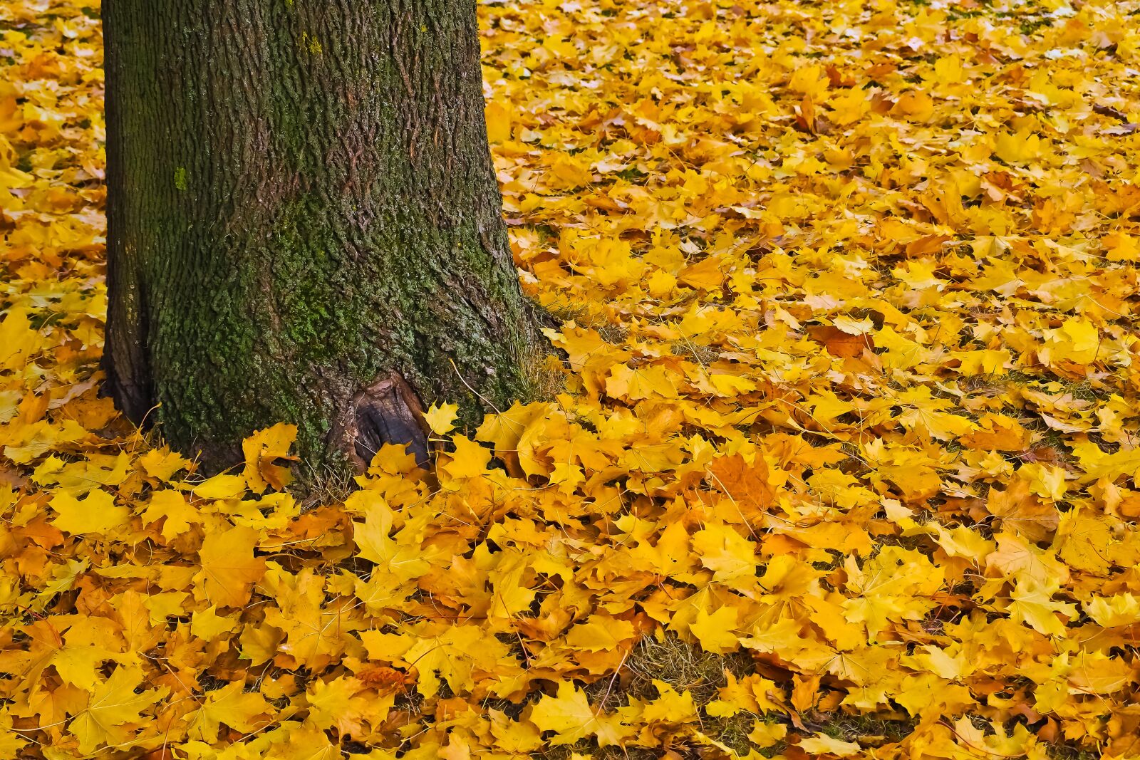 Olympus OM-D E-M10 sample photo. Autumn, gold, golden autumn photography