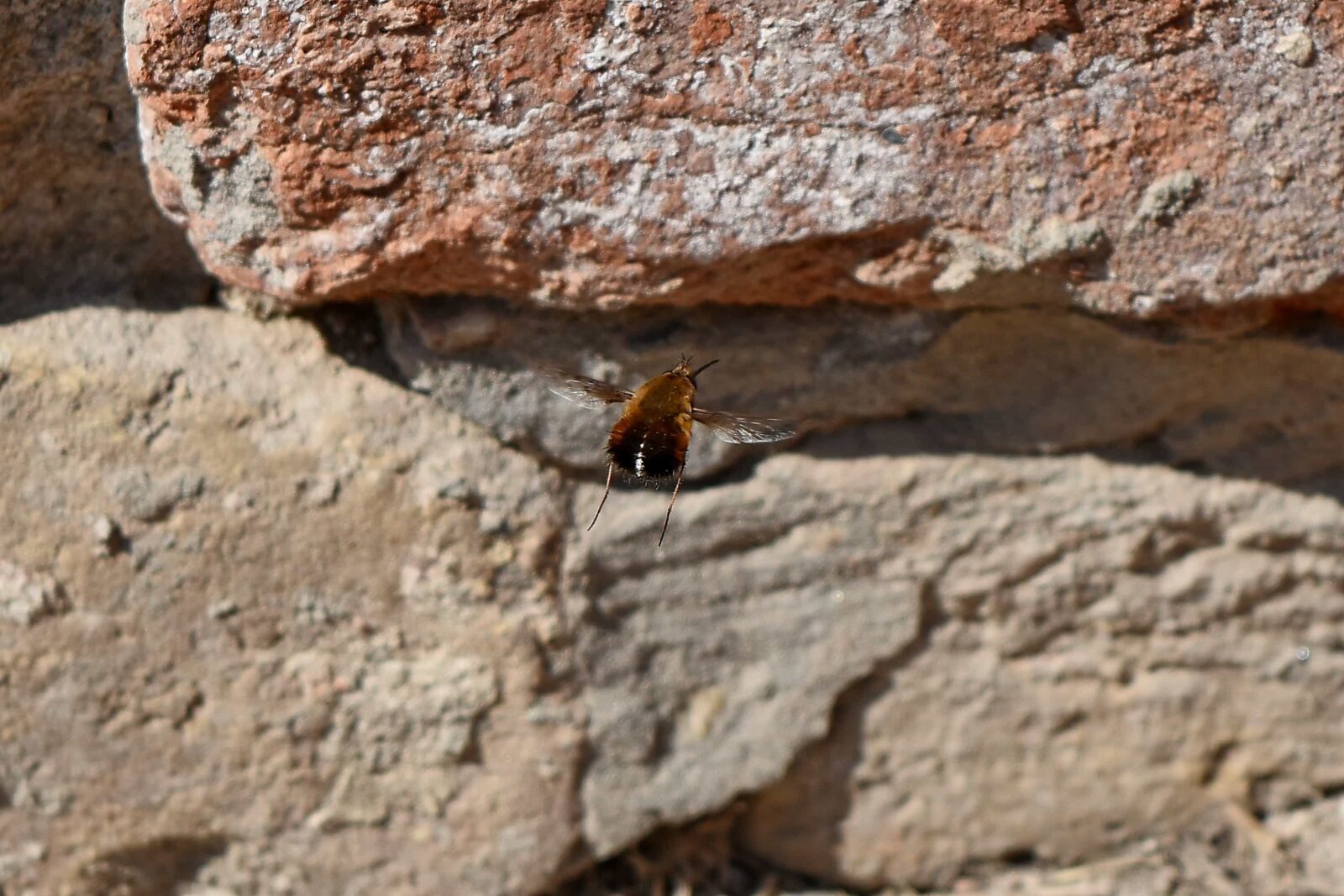 Nikon D5500 sample photo. Flying, arthropod, insect, invertebrate photography