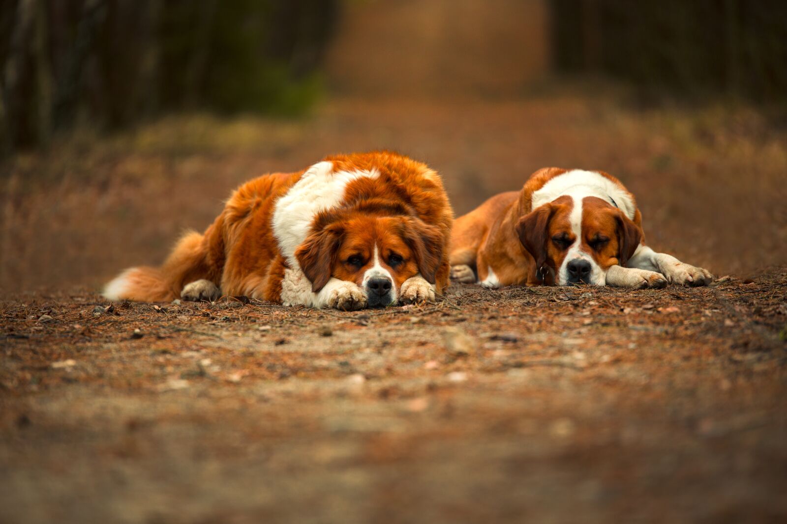 Canon EOS 6D sample photo. Saint bernard, dog, freedom photography