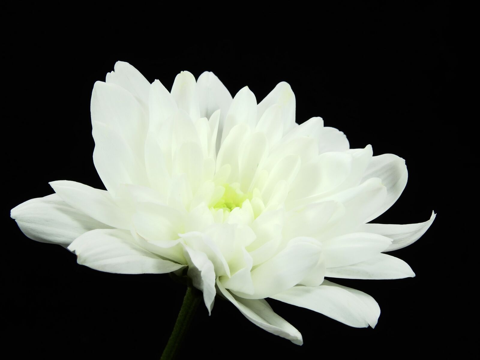 Nikon Coolpix P900 sample photo. Crysantheme, flower, blossom photography