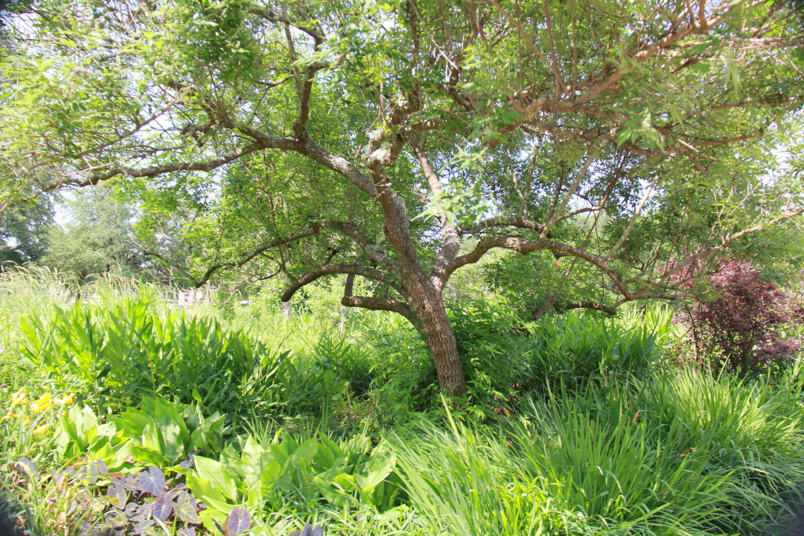 Canon EF-S 18-200mm F3.5-5.6 IS sample photo. Garden, green, nature, tree photography