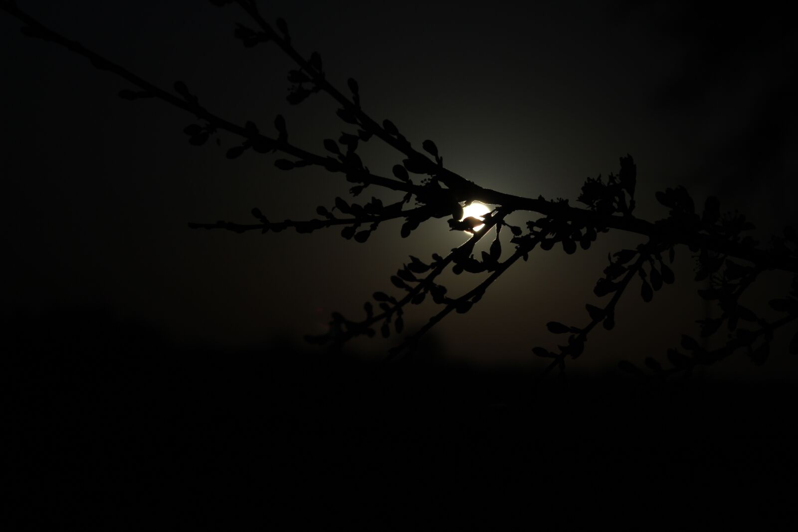 Canon EOS 700D (EOS Rebel T5i / EOS Kiss X7i) sample photo. Branch, night, moon photography