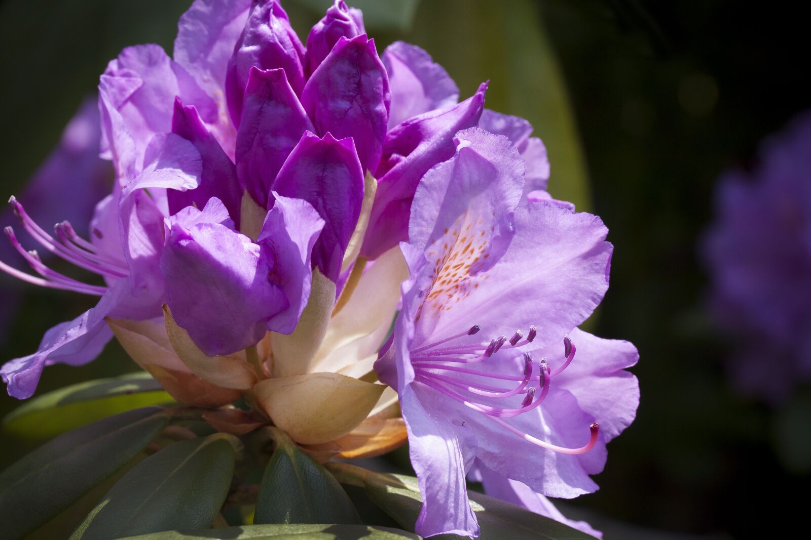 Canon EF-S 60mm F2.8 Macro USM sample photo. Rhododendron, traub notes, doldentraub photography