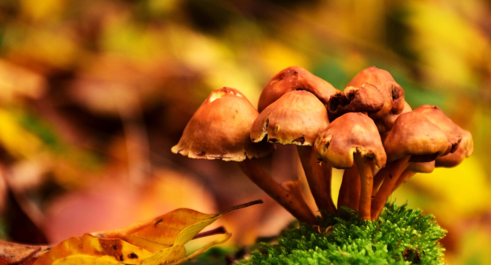 Nikon D3300 sample photo. Mushrooms, autumn, forest photography