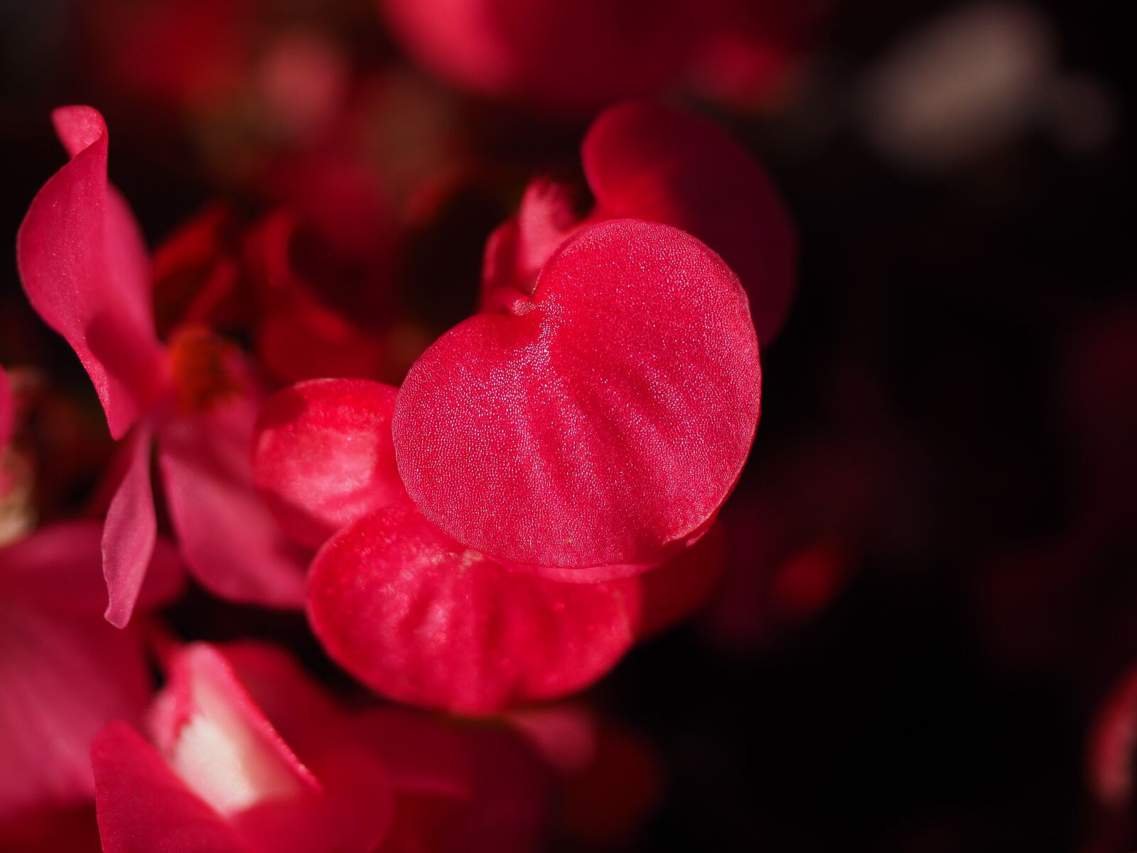 Olympus OM-D E-M1 + Olympus M.Zuiko Digital ED 12-40mm F2.8 Pro sample photo. Blossom, bloom, close up photography