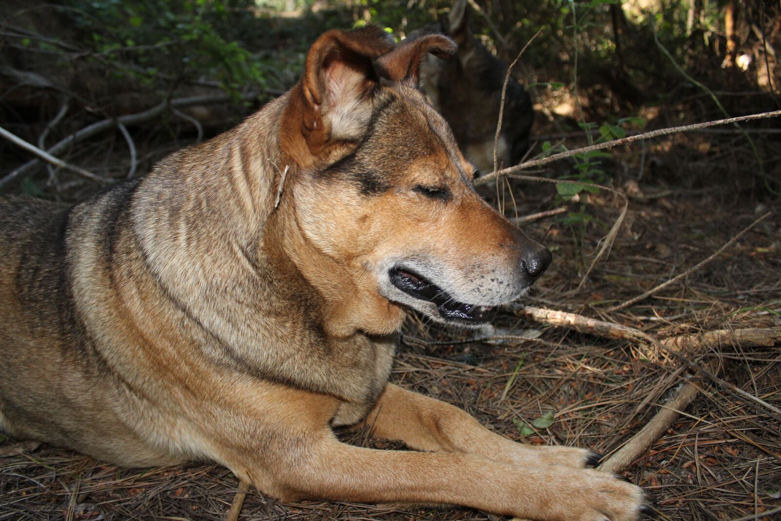 Canon EOS 1200D (EOS Rebel T5 / EOS Kiss X70 / EOS Hi) sample photo. Dog, thinking, mammal photography