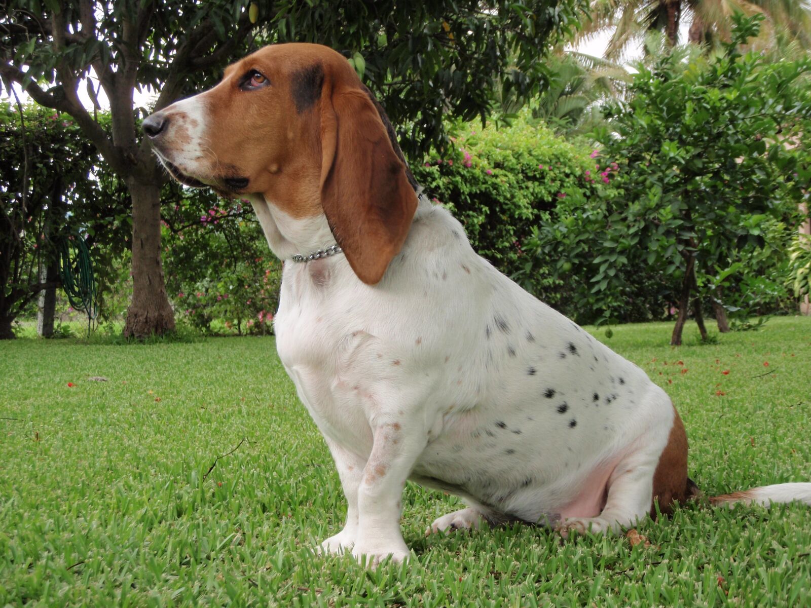 Olympus u790SW,S790SW sample photo. Baset, hound, dog photography