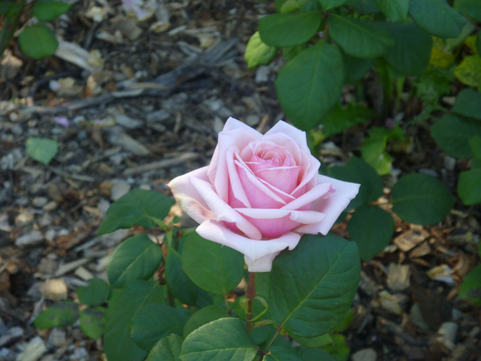 Panasonic DMC-ZR1 sample photo