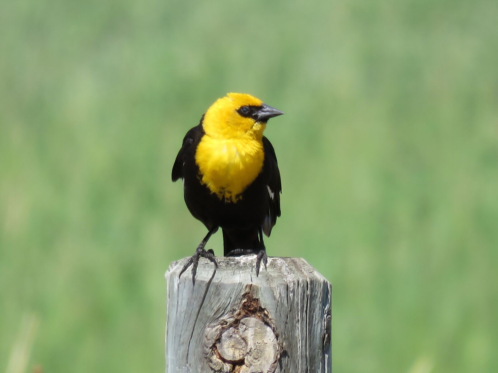 Canon PowerShot SX60 HS sample photo. Blackbird, yellow headed, marsh photography