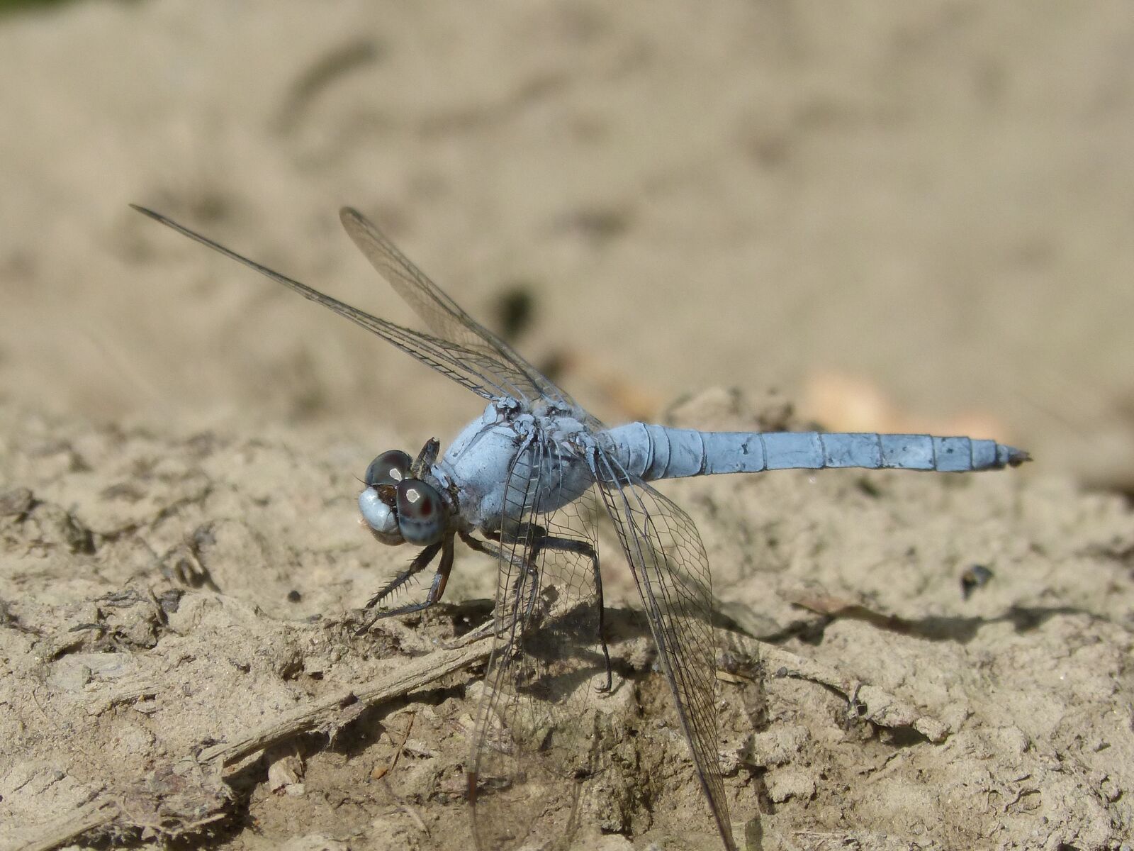 Panasonic DMC-FZ62 sample photo. Blue dragonfly, winged insect photography