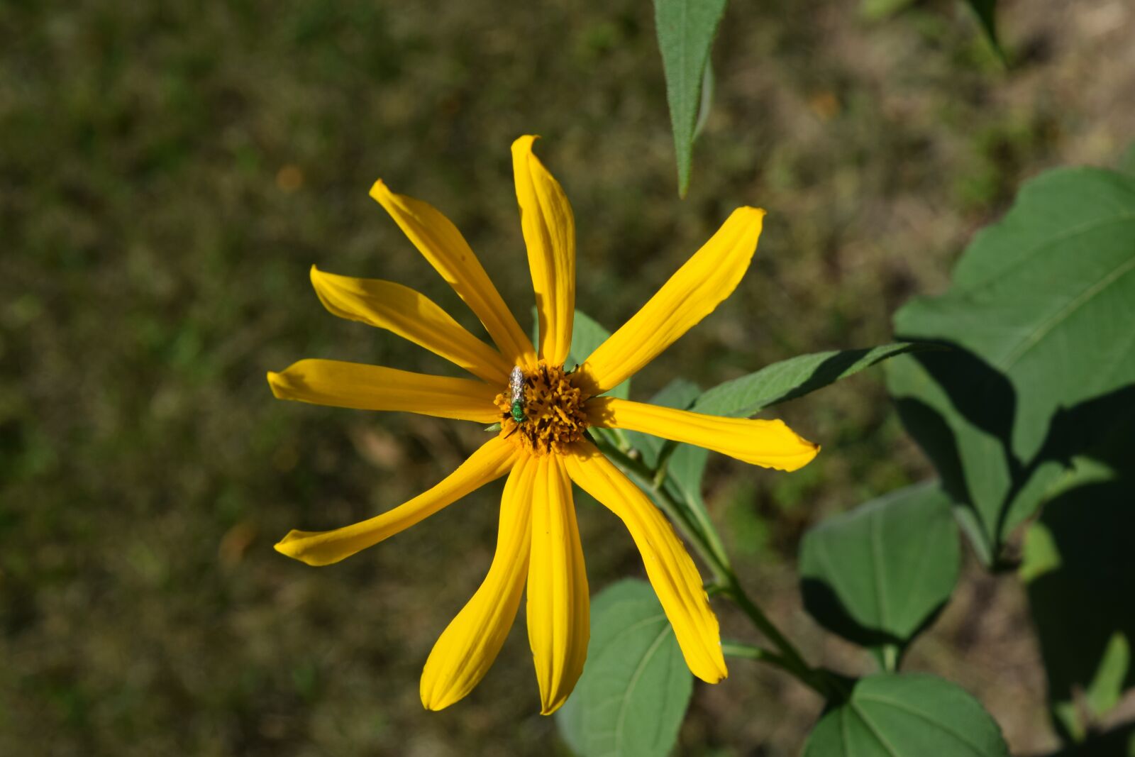 Nikon D5300 sample photo. Yellow, flower, insect photography
